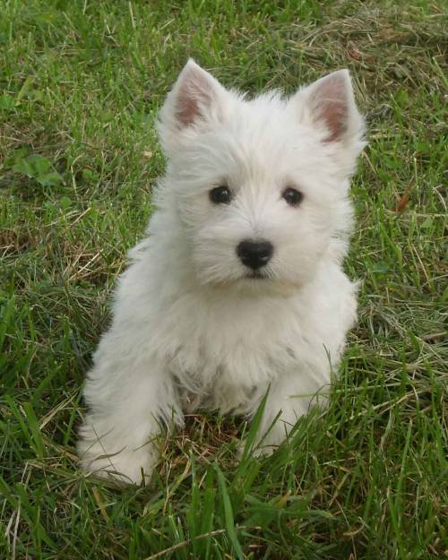 sie suchen einen west highland white terrier