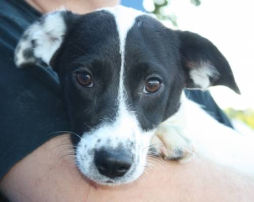 cassis kurzhaar collie pinschermix pflegestelle laaben n 