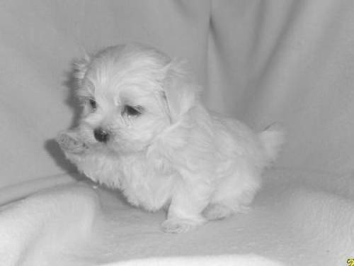 mini malteser welpe 