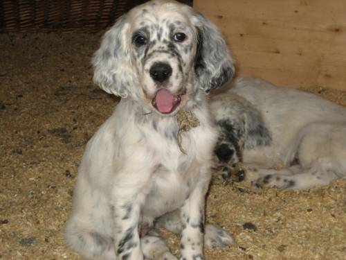 english setter welpen zu vergeben