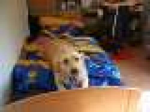 golden retriever hndin wird nur auf bestplatz vergeben
