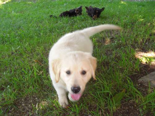 golden retriever welpen h�ndin