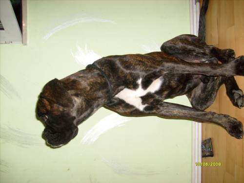 boxer