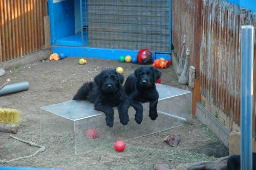 riesenschnauzer welpen schwarz aus kr und leistungszucht