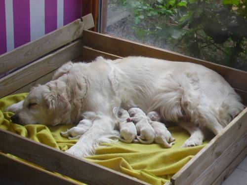 se golden retriever welpen