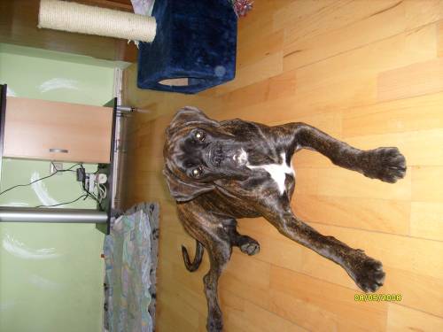 boxer