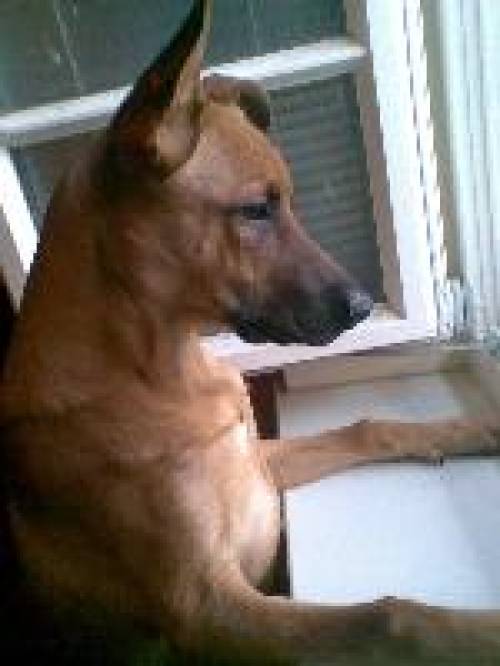 s��er monate alter malinoismix sucht liebevolles zuhause