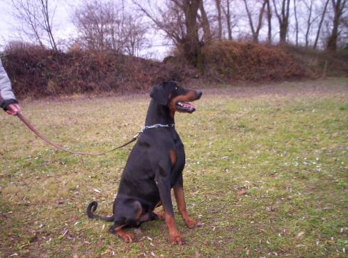 dobermannr�de abzugeben
