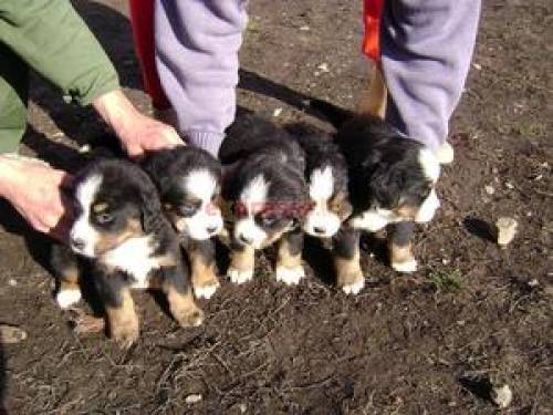 berner sennenhund