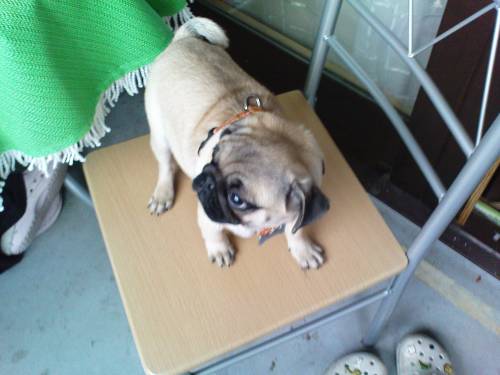 mops zu vergeben