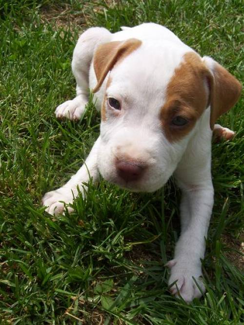 american pitbull terrier welpe red nose rde