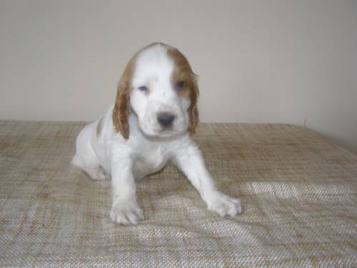cocker spaniel welpen 