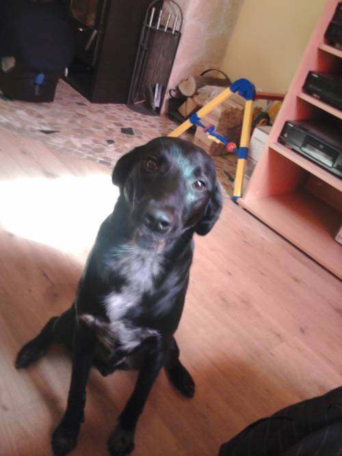 hund zu verschenken
