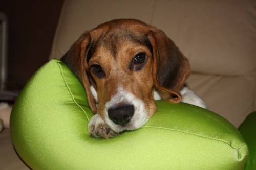 junger beagle r�de abzugeben